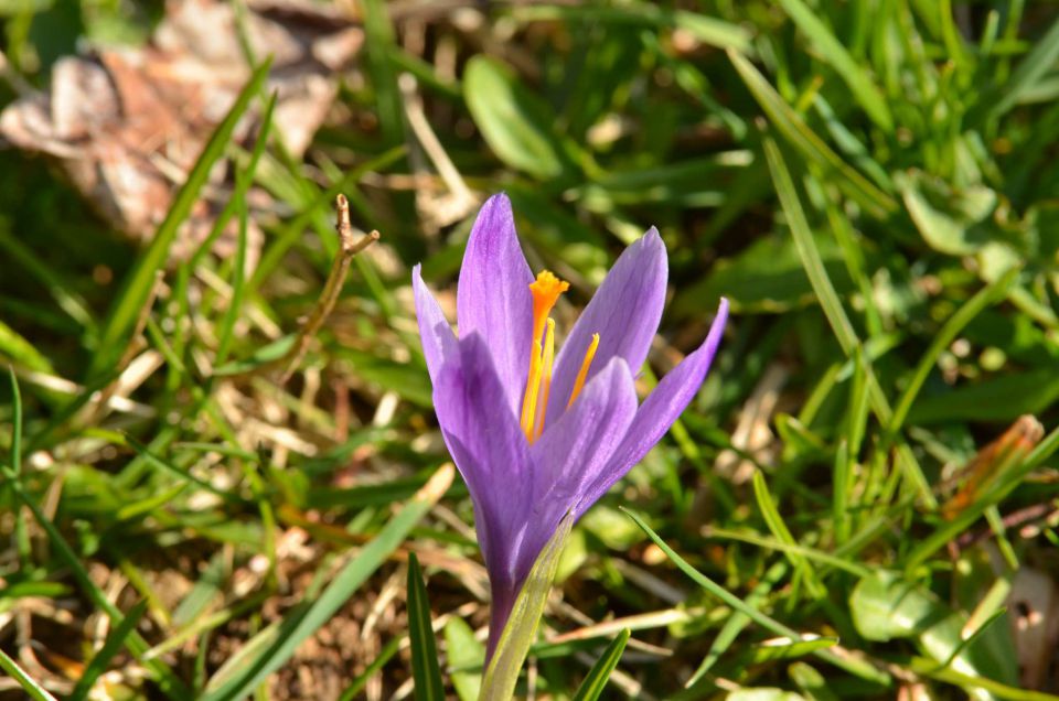 Savinjska 30.3.2014 - foto povečava