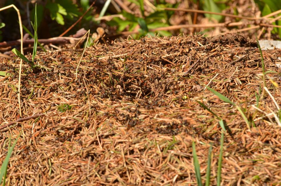 Savinjska 30.3.2014 - foto povečava