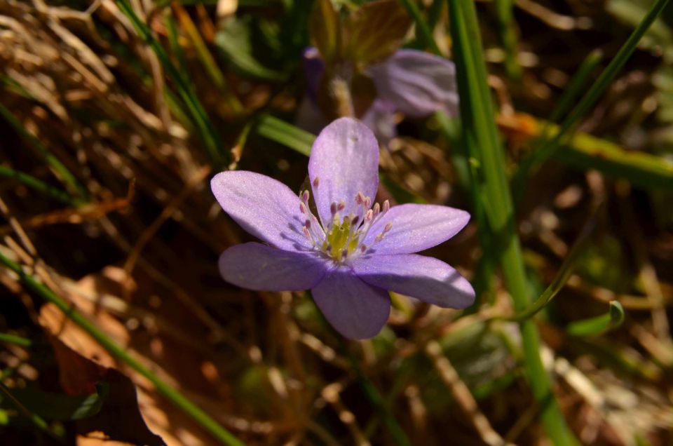 Savinjska 30.3.2014 - foto povečava