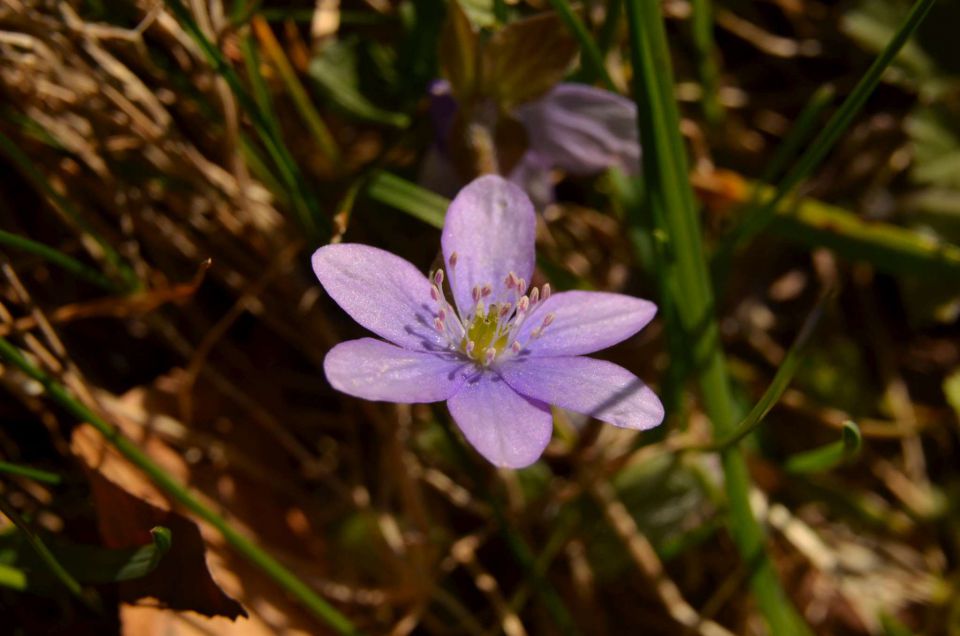 Savinjska 30.3.2014 - foto povečava