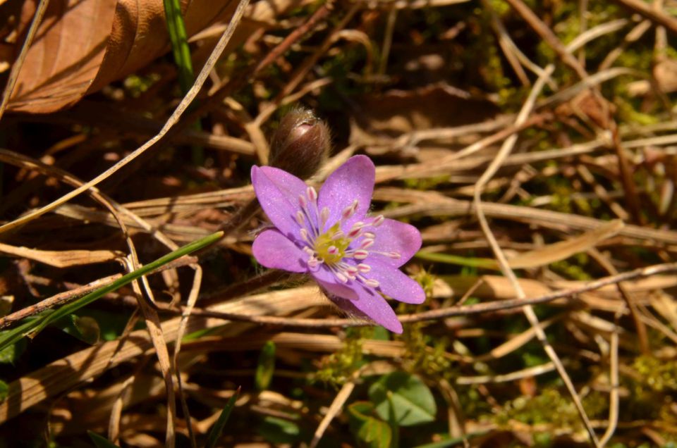 Savinjska 30.3.2014 - foto povečava