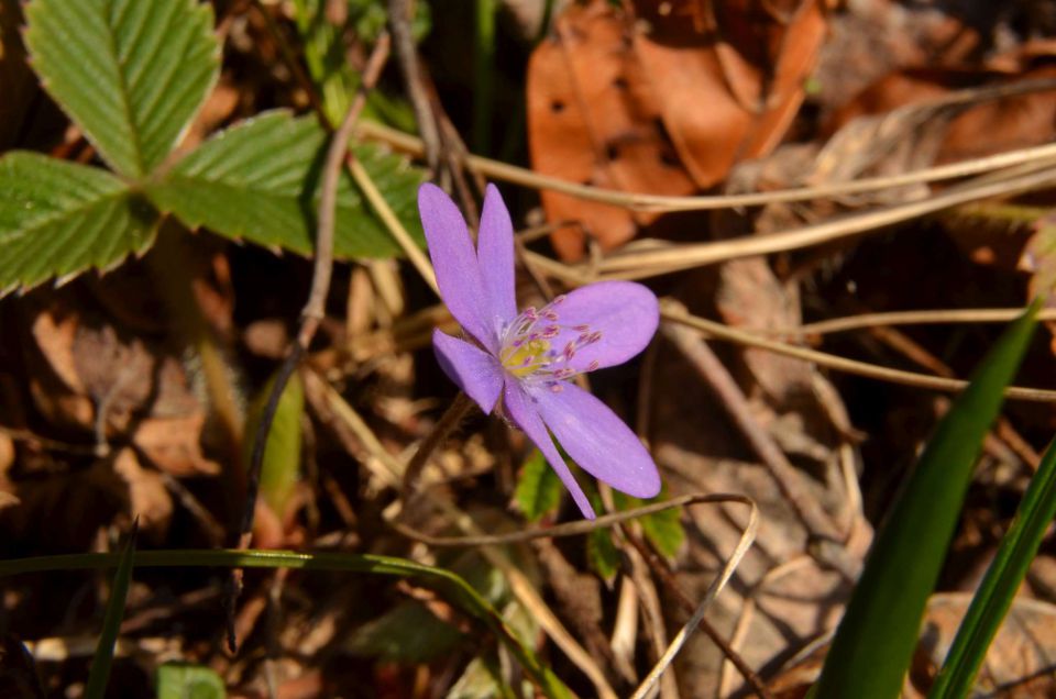 Savinjska 30.3.2014 - foto povečava