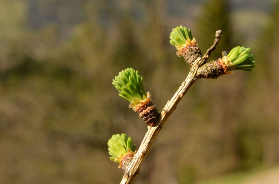 Savinjska 30.3.2014 - foto povečava