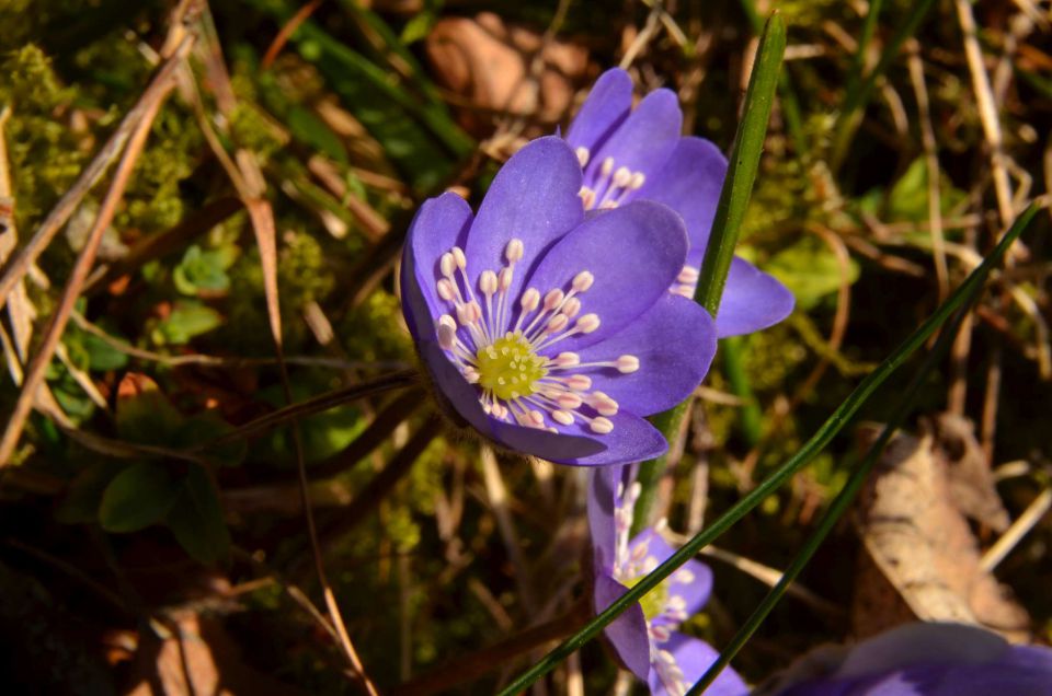 Savinjska 30.3.2014 - foto povečava