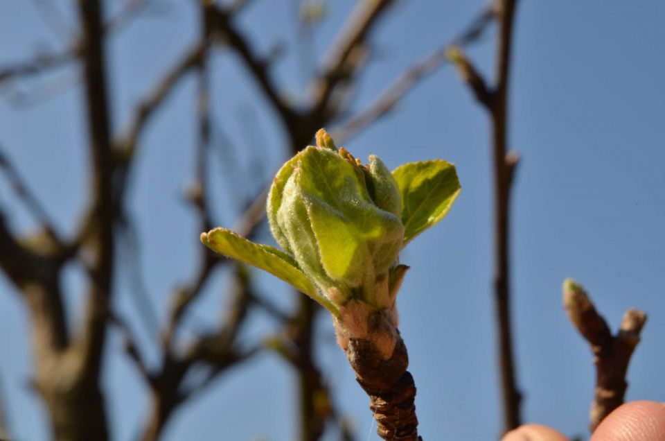 Savinjska 30.3.2014 - foto povečava