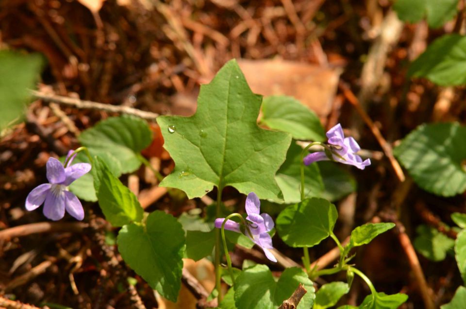 Čemšeniška planina, Savinjska 6.4.2014 - foto povečava