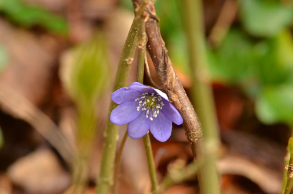 Čemšeniška planina, Savinjska 6.4.2014 - foto povečava