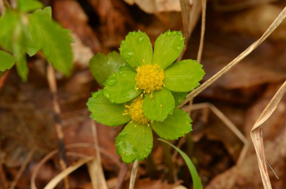 Čemšeniška planina, Savinjska 6.4.2014 - foto povečava