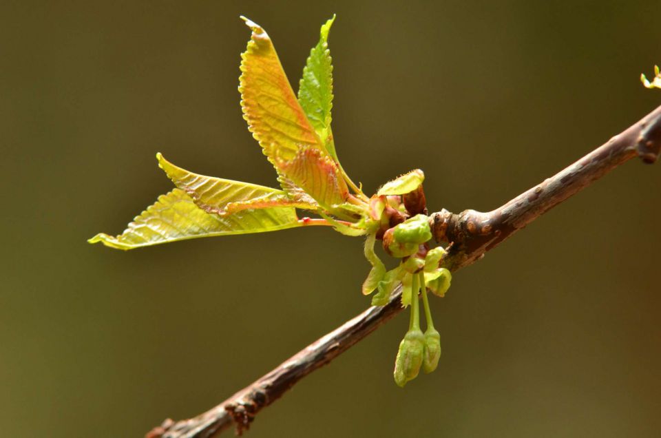 Čemšeniška planina, Savinjska 6.4.2014 - foto povečava