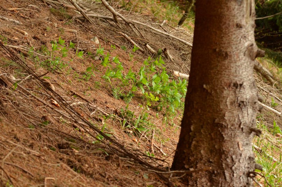 Čemšeniška planina, Savinjska 6.4.2014 - foto povečava