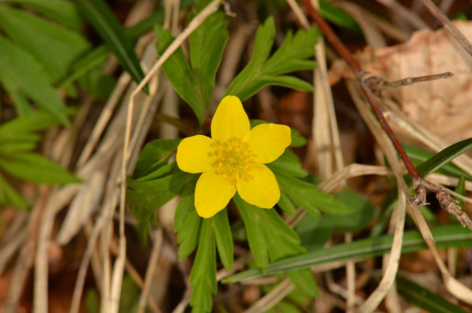 Čemšeniška planina, Savinjska 6.4.2014 - foto povečava