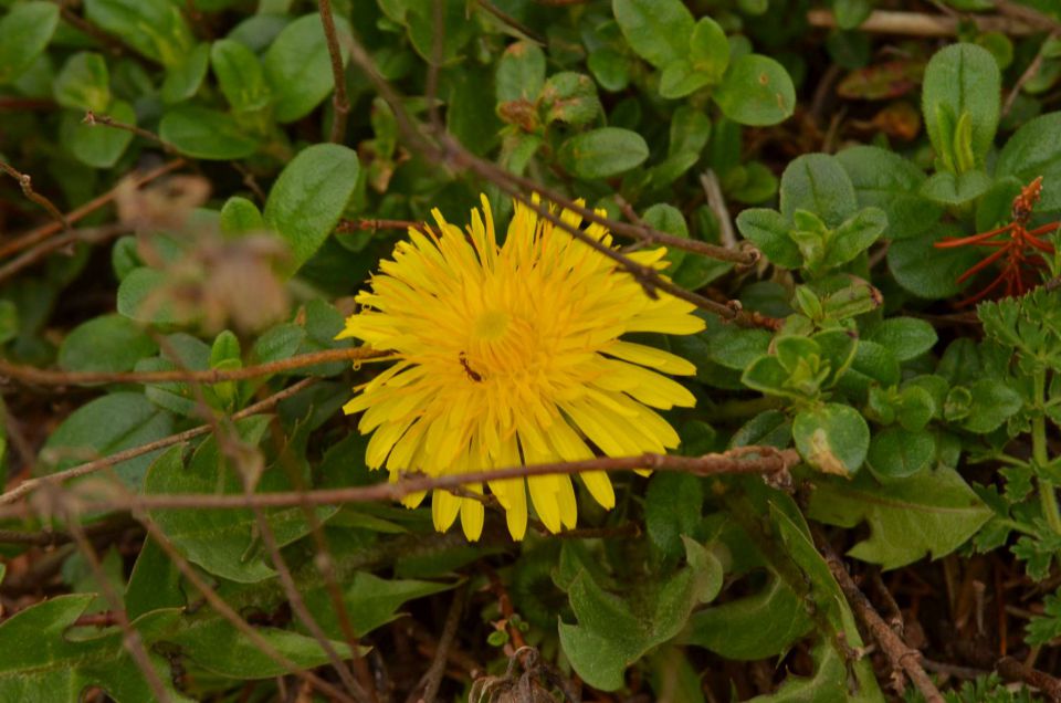 Čemšeniška planina, Savinjska 6.4.2014 - foto povečava