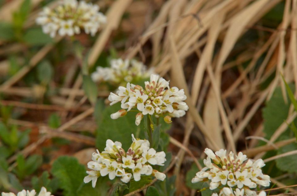 Čemšeniška planina, Savinjska 6.4.2014 - foto povečava