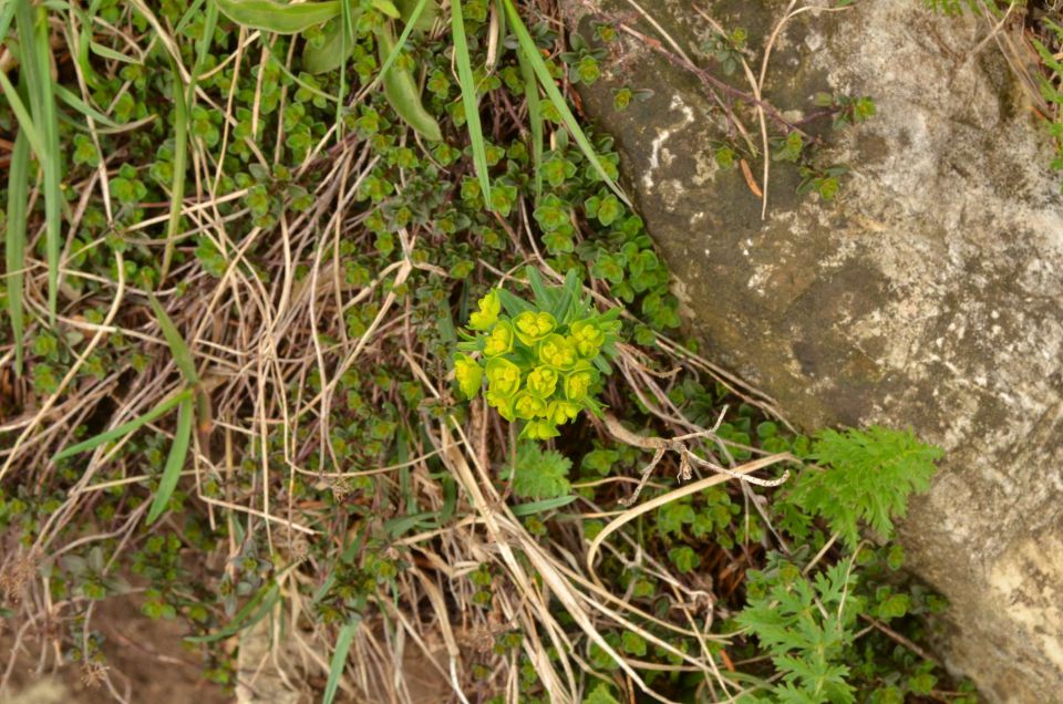 Čemšeniška planina, Savinjska 6.4.2014 - foto povečava