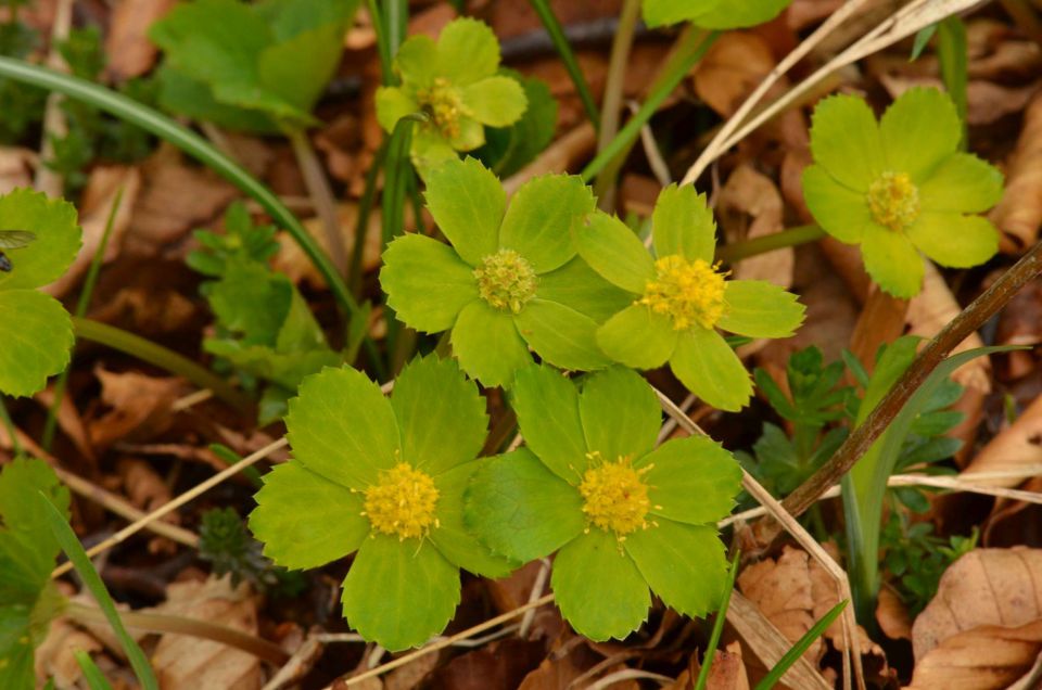 Čemšeniška planina, Savinjska 6.4.2014 - foto povečava