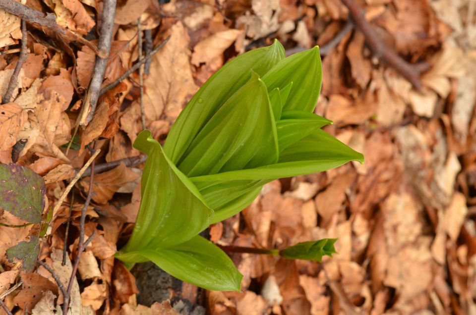 Čemšeniška planina, Savinjska 6.4.2014 - foto povečava