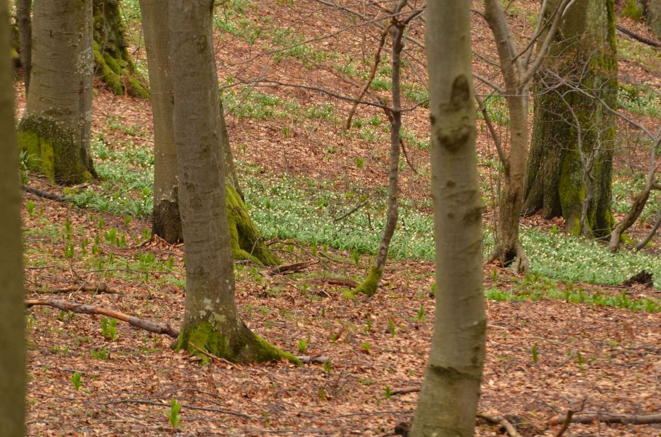 Čemšeniška planina, Savinjska 6.4.2014 - foto povečava