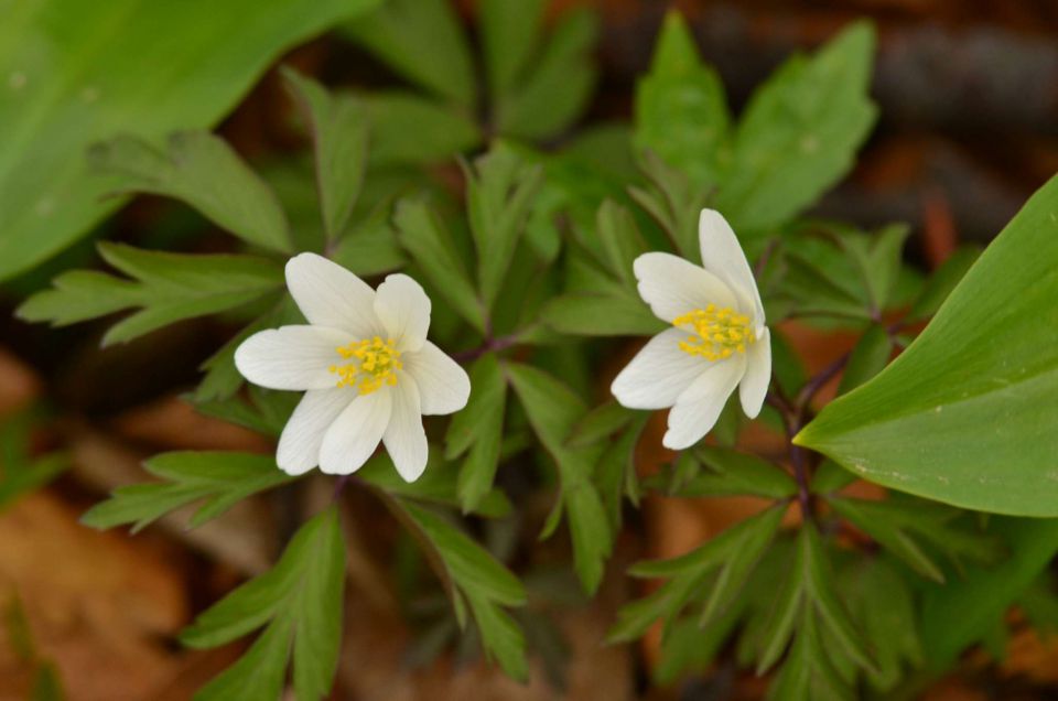 Čemšeniška planina, Savinjska 6.4.2014 - foto povečava