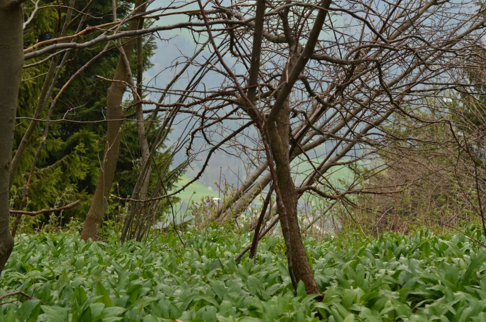 Čemšeniška planina, Savinjska 6.4.2014 - foto povečava