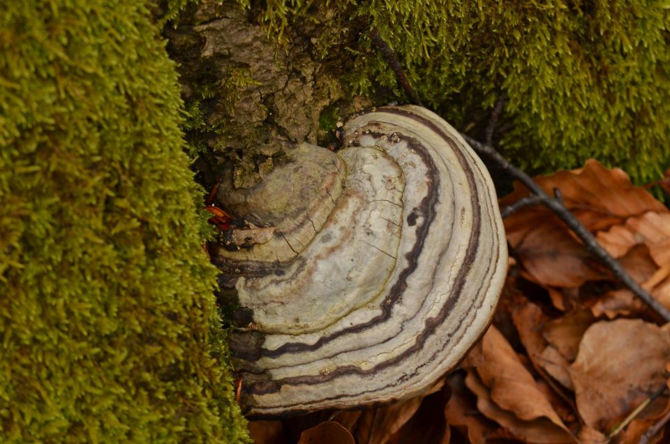 Čemšeniška planina, Savinjska 6.4.2014 - foto povečava