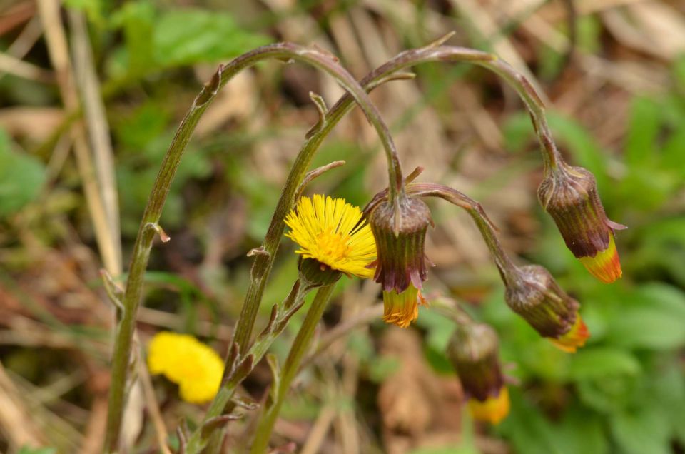 Čemšeniška planina, Savinjska 6.4.2014 - foto povečava