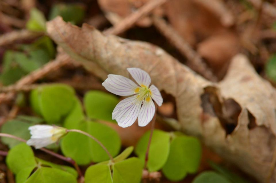 Čemšeniška planina, Savinjska 6.4.2014 - foto povečava