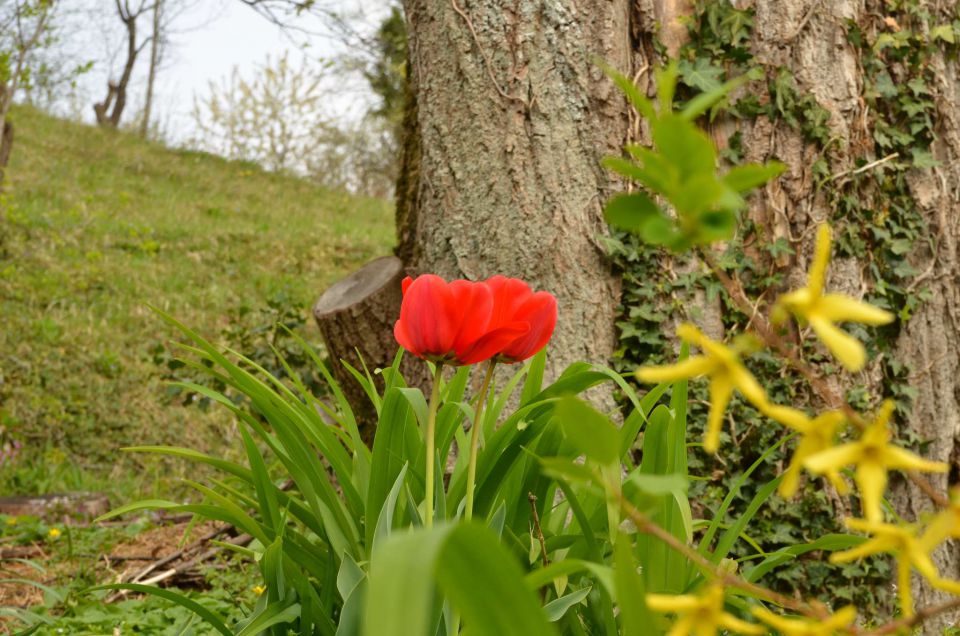 Čemšeniška planina, Savinjska 6.4.2014 - foto povečava