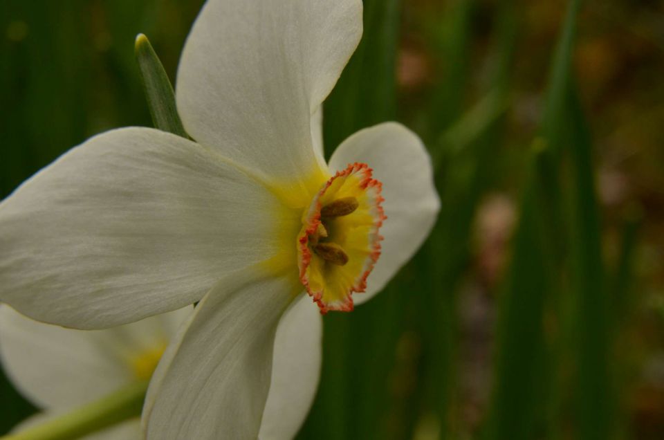 Čemšeniška planina, Savinjska 6.4.2014 - foto povečava