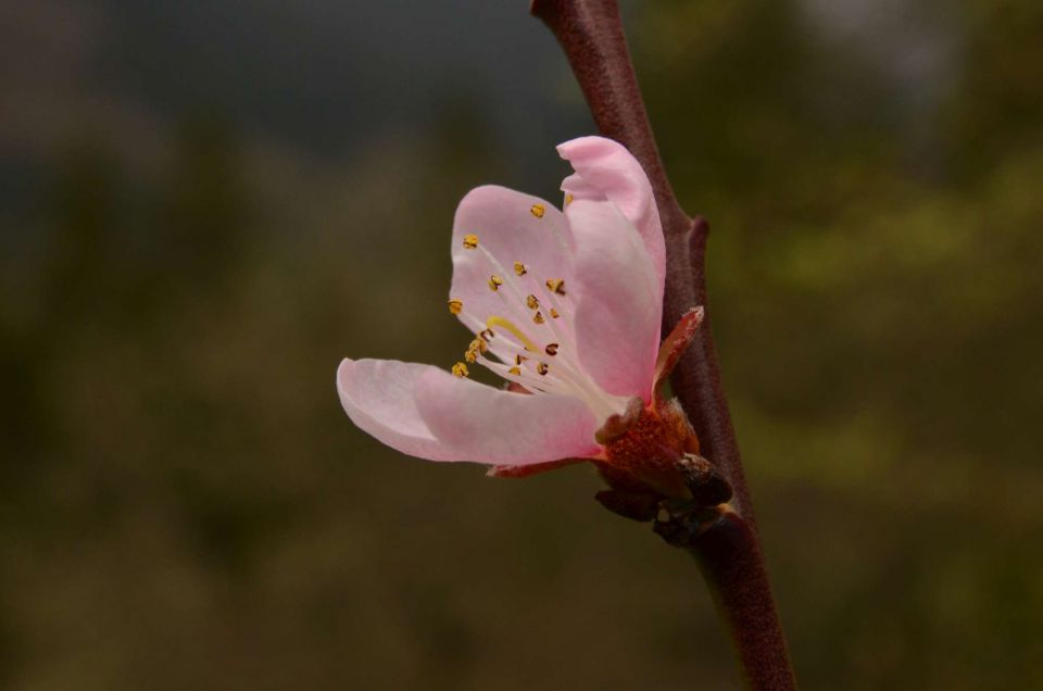 Čemšeniška planina, Savinjska 6.4.2014 - foto povečava