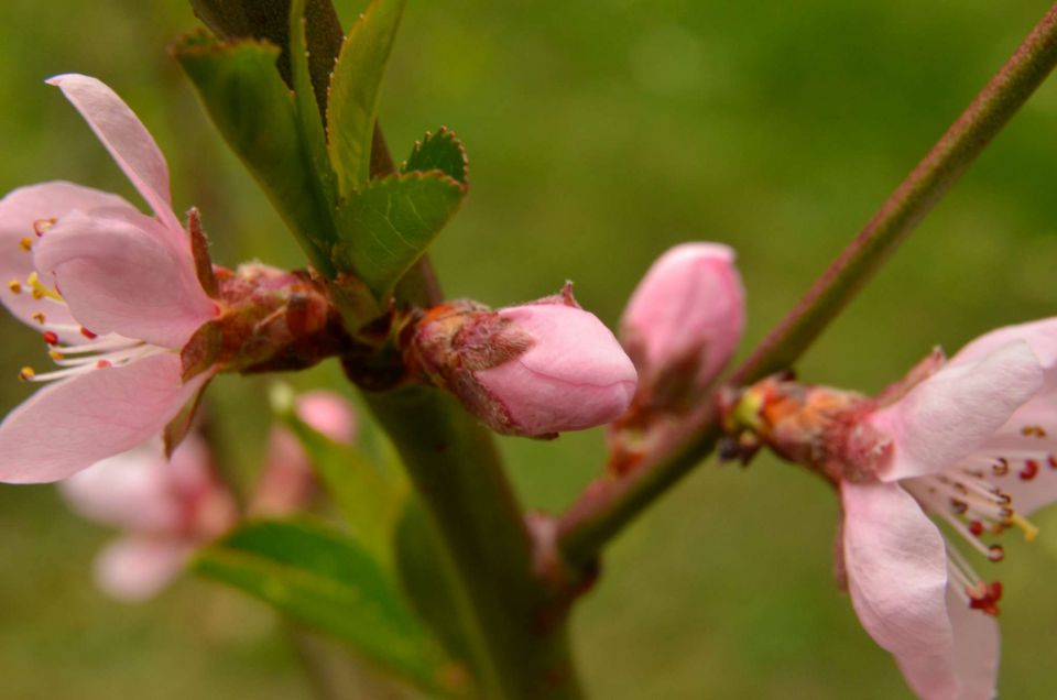 Čemšeniška planina, Savinjska 6.4.2014 - foto povečava