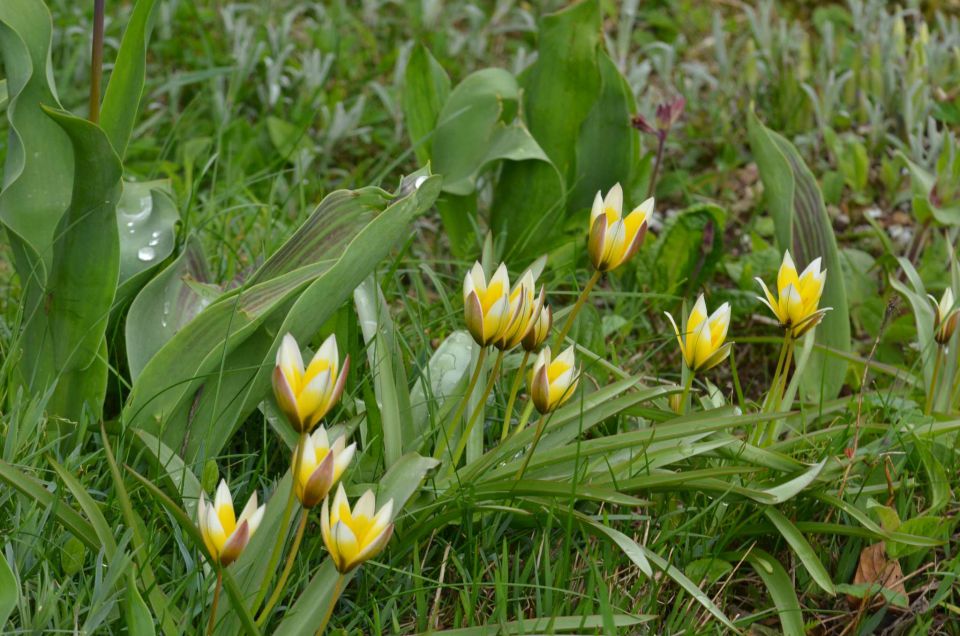 Savinjska 13.4.2014 - foto povečava