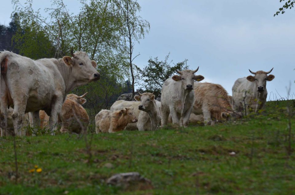 Savinjska 13.4.2014 - foto povečava