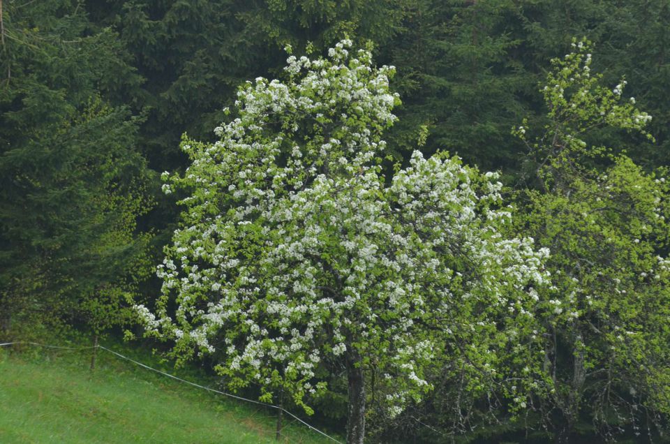 Deževne ure 20, 21.4.2014 - foto povečava