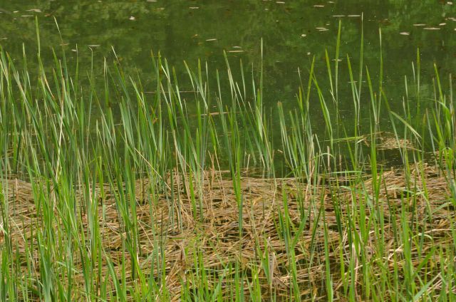 Braslovško jezero 29.4.2014 - foto