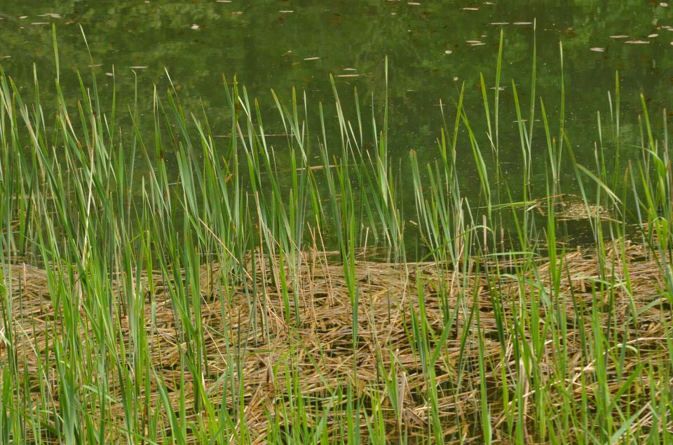 Braslovško jezero 29.4.2014 - foto povečava