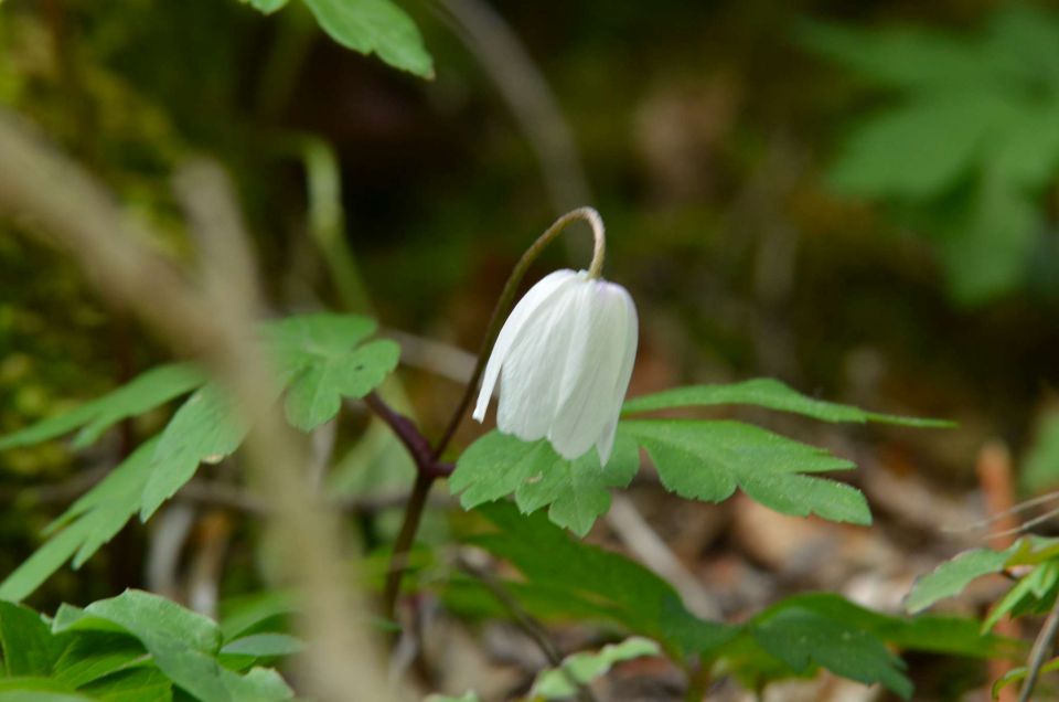 Mrzlica 1.5.2014 - foto povečava