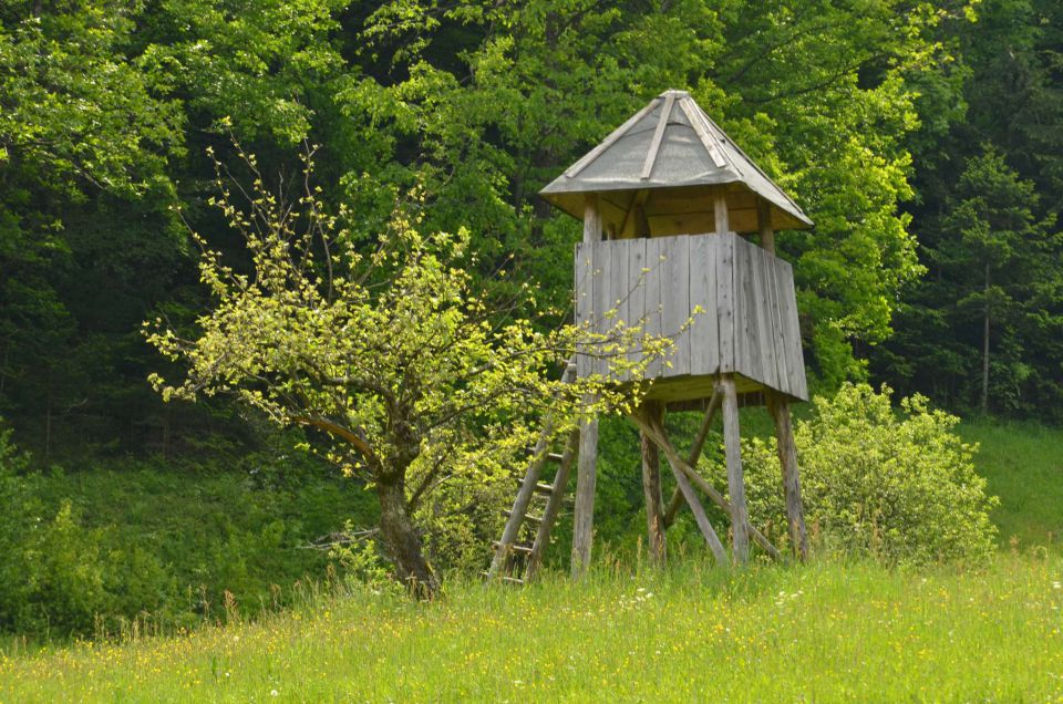 Šmohor iz Liboj 4.5.2014 - foto povečava