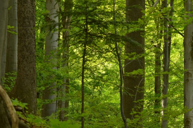 Šmohor iz Liboj 4.5.2014 - foto