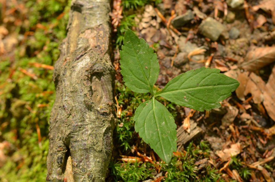 Šmohor iz Liboj 4.5.2014 - foto povečava