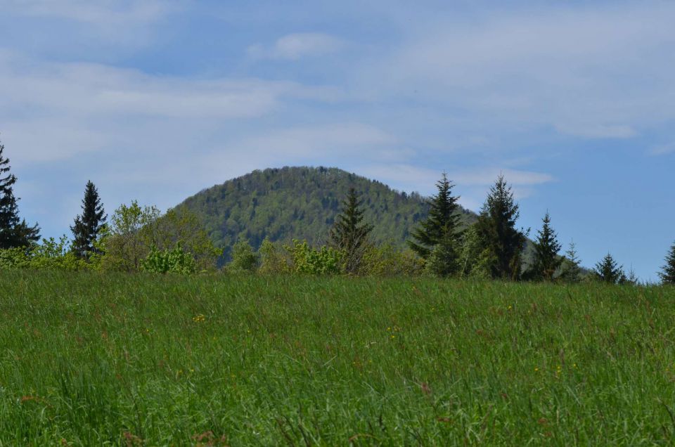 Šmohor iz Liboj 4.5.2014 - foto povečava