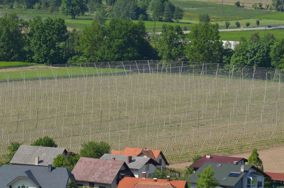 Šmohor iz Liboj 4.5.2014 - foto povečava