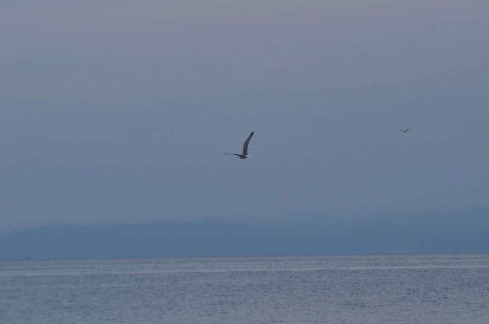 Ankaran, Fiesa, Piran 10.5.2014 - foto povečava