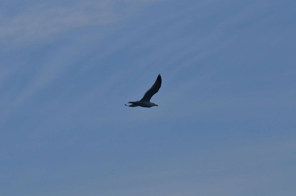 Ankaran, Fiesa, Piran 10.5.2014 - foto povečava