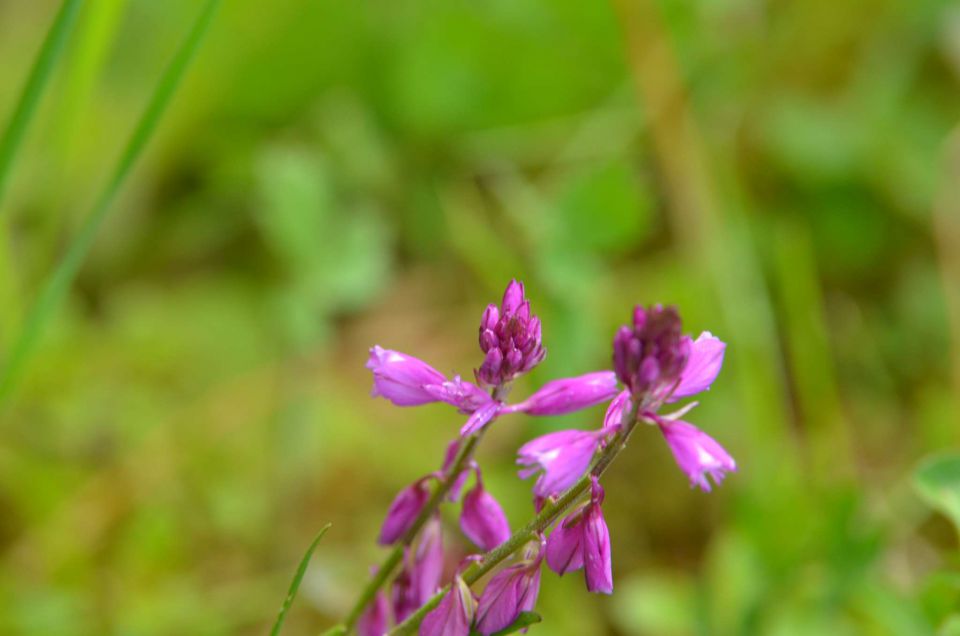 Savinjska 18.5.2014 - foto povečava