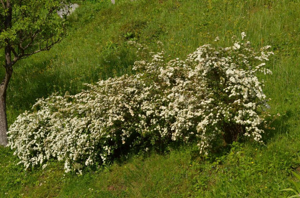 Savinjska 18.5.2014 - foto povečava