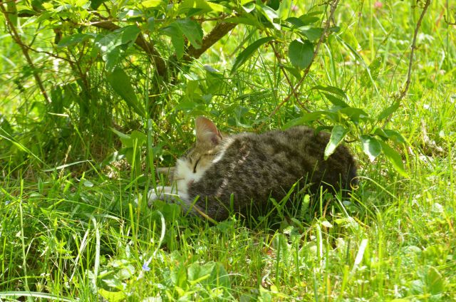 Savinjska 25.5.2014 - foto