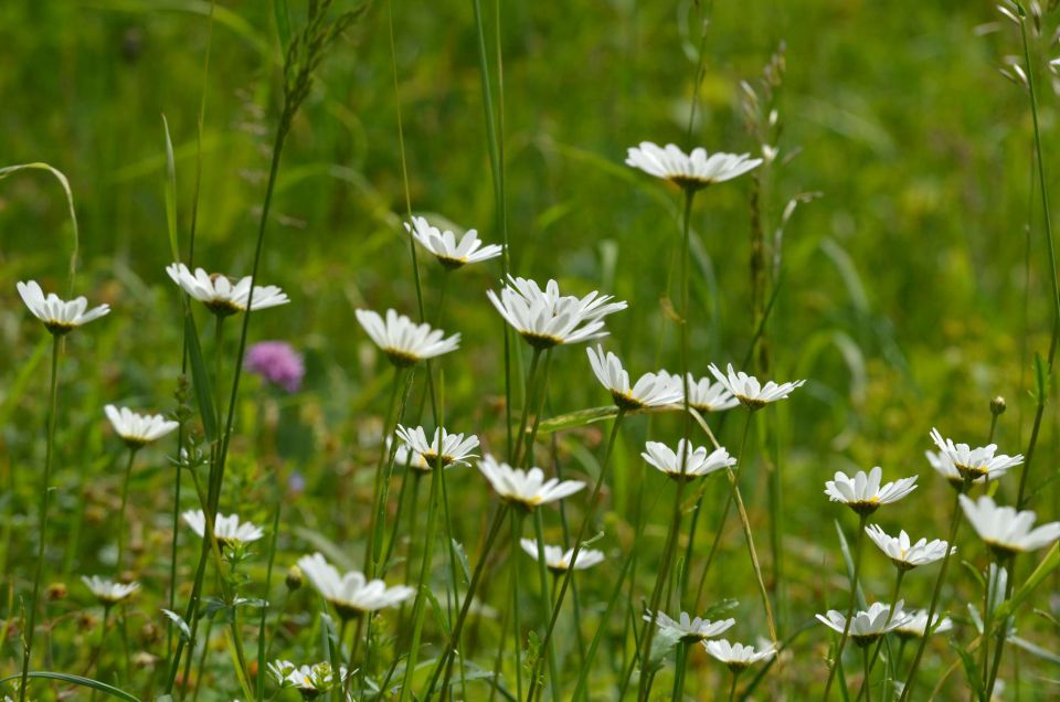 Savinjska 1.6.2014 - foto povečava