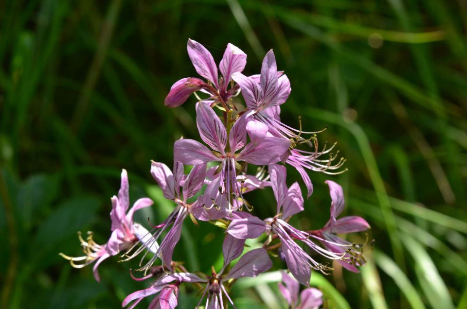 Slavnik 7.6.2014 - foto povečava