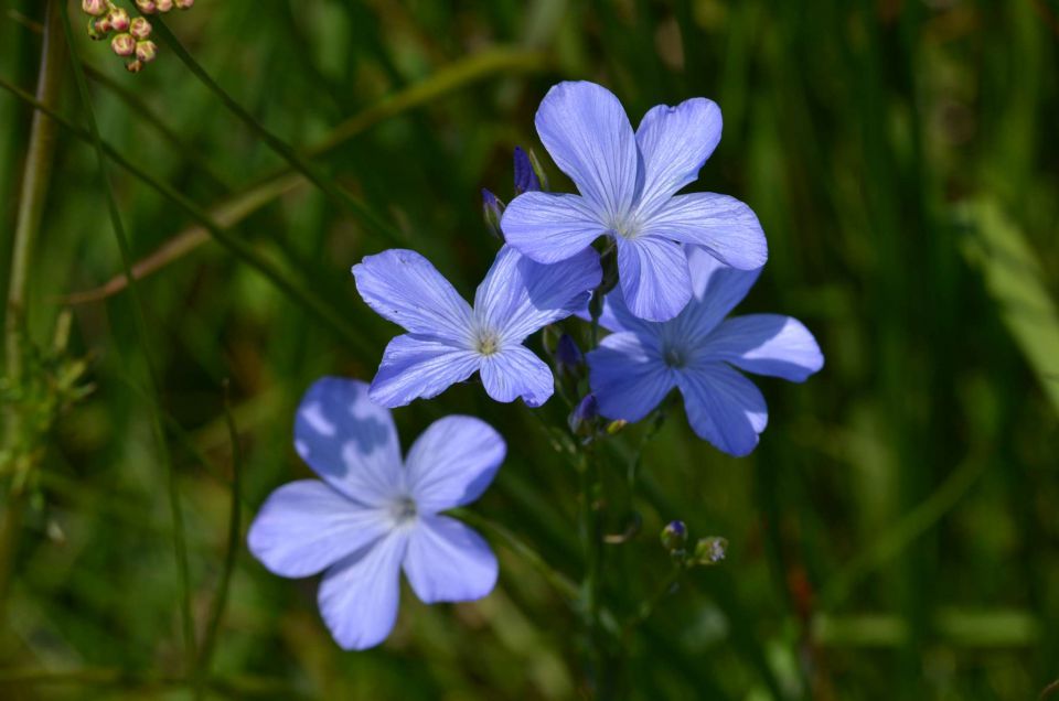 Slavnik 7.6.2014 - foto povečava