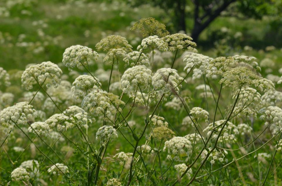 Slavnik 7.6.2014 - foto povečava